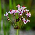 Okrasa okolíkatá (Butomus umbellatus) - kont. P9 